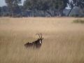Sable antelope 3